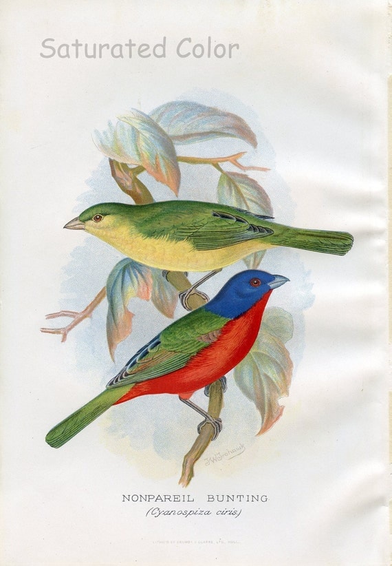 1899 B77eautiful Song Bird Antique Bookplate "Nonpareil Bunting" Vivid Orange Red Green Yellow Blue