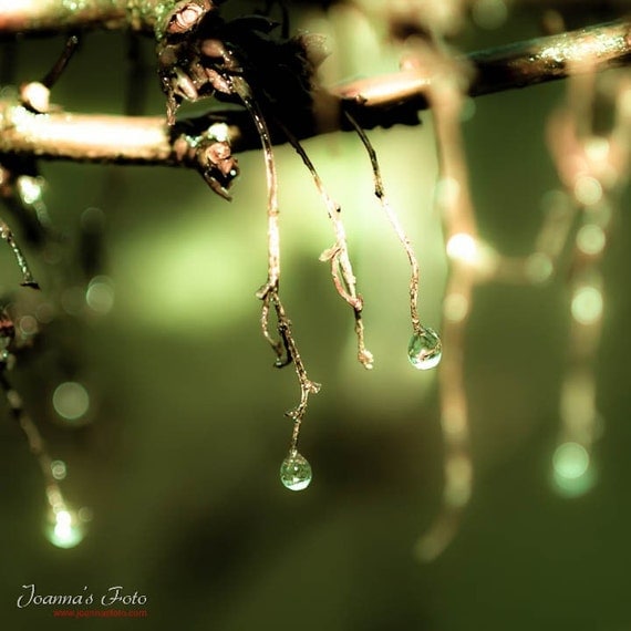 Spring Mist-  bare wet spring branches with drops of dew, 10x10" (25x25cm) size print