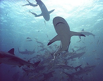 Shark Rodeo - Bahamas