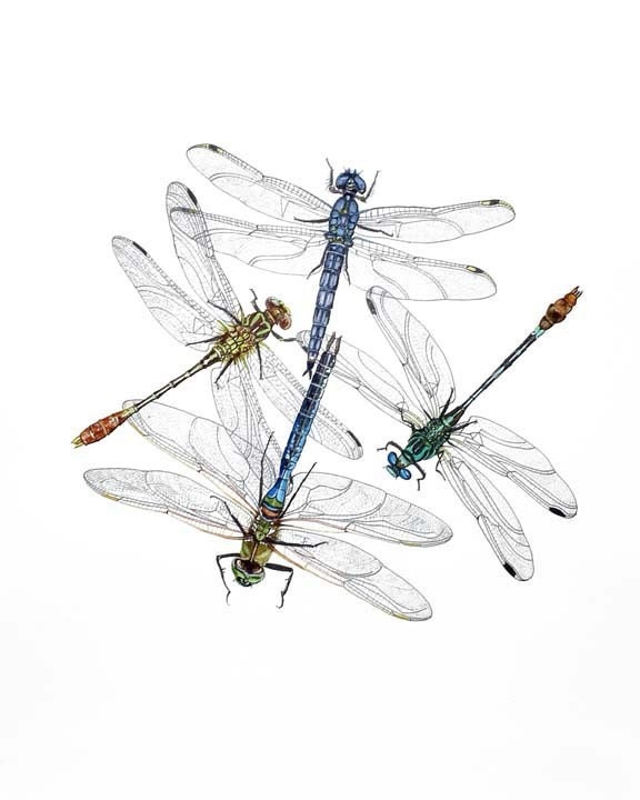 Dragonfly quartet