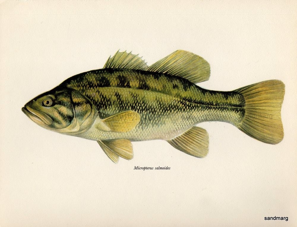 Vintage Largemouth Black Bass Freshwater Fish European Print. From sandmarg