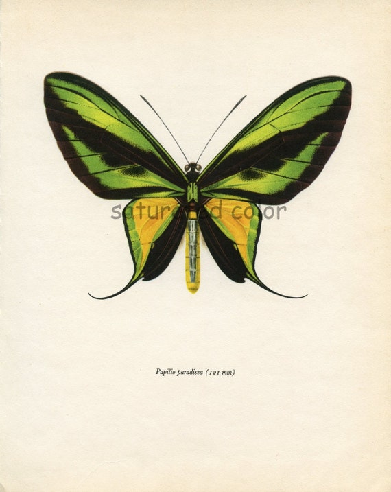 1953 Butterfly - Tailed Birdwing - Vintage Bookplate to frame or for altered art