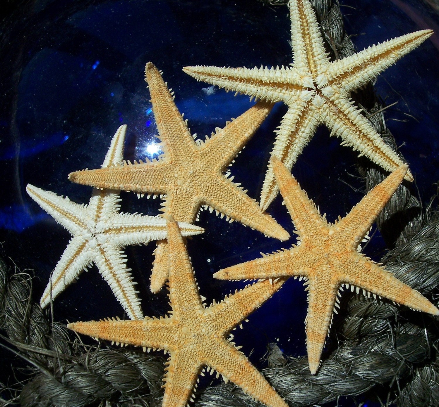 Tiny Natural Starfish for Lockets, Display, Arts and Crafts