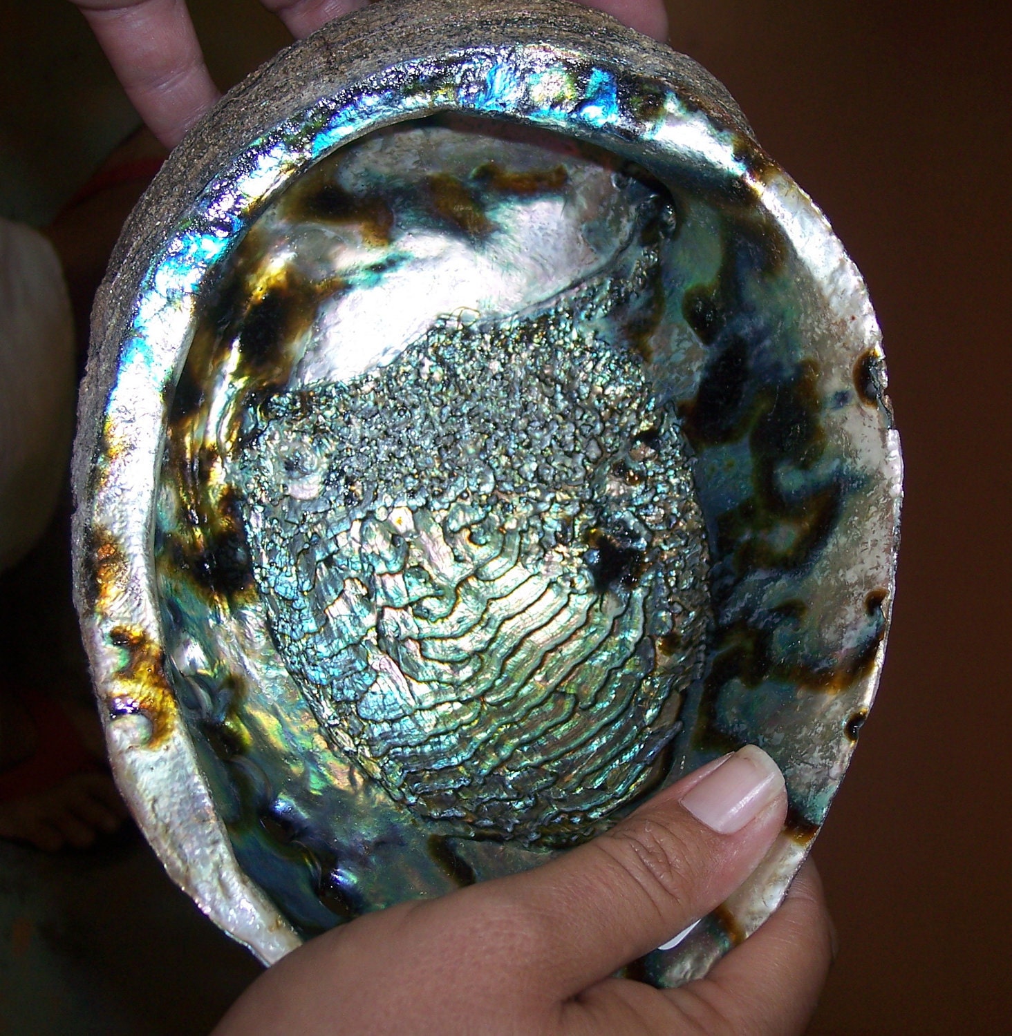 Gorgeous Natural Blue Abalone Sea Shell