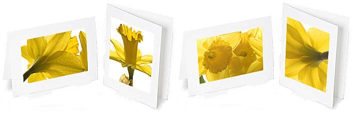 Set of 4 Daffodil photo greeting cards