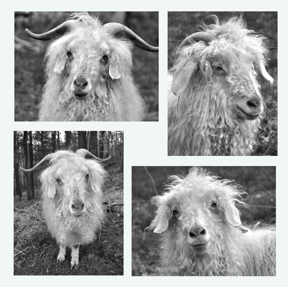 Angora Goats - Set of Four Blank Photo Note Cards in Black & White