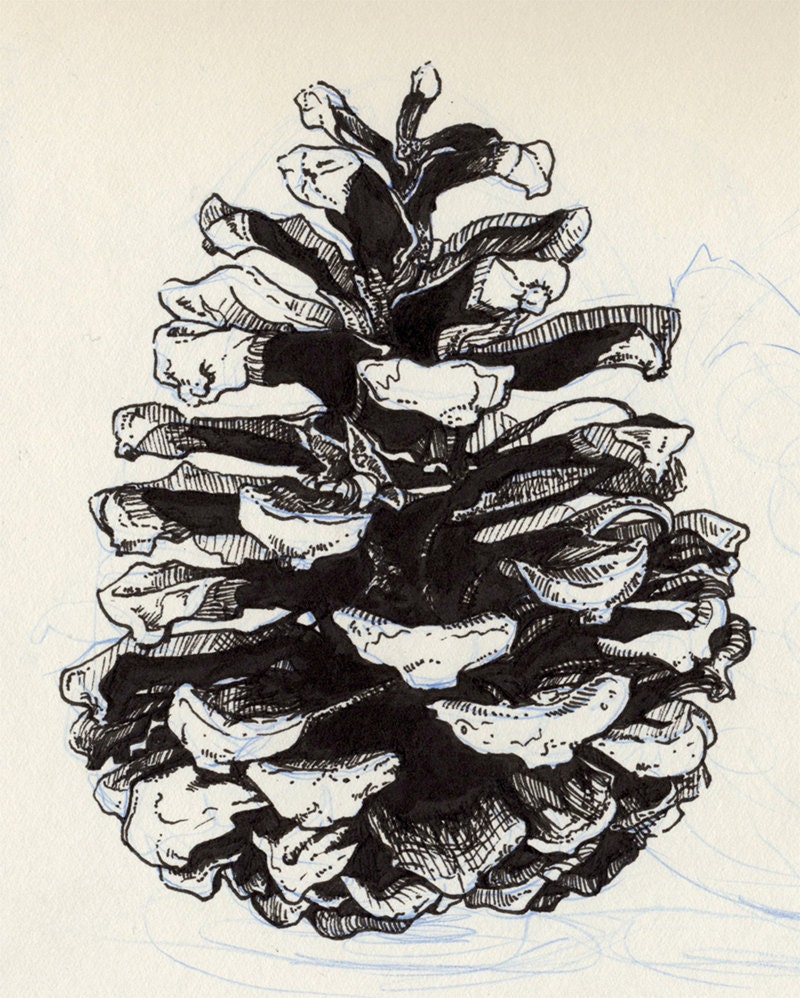 Little Pinecone - Original Pen and Ink Drawing - 5" x 6"