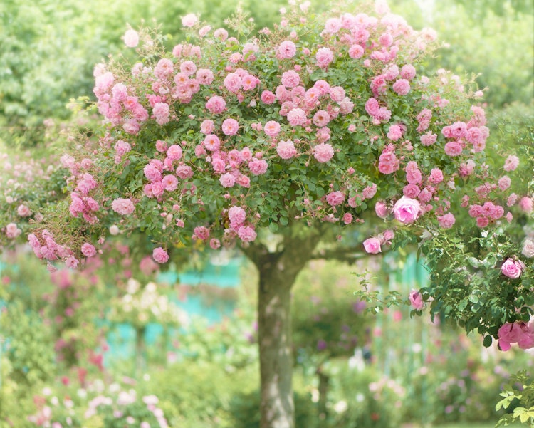 The Rose Tree, Giverny, Romantic Floral Vintage Style Fine Art Photograph, Monet's Garden, Giverny, France