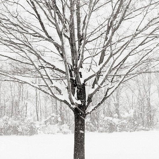Tree in Winter - Tree Photograph - 8x8 inches