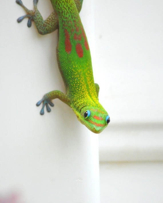 Tropical Bright Green Gecko 8X10 photo of a Hawaiian Gecko OVERSTOCK SALE