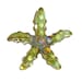 Lampwork Boro Glass Flat Pendant - Focal Bead - Starfish