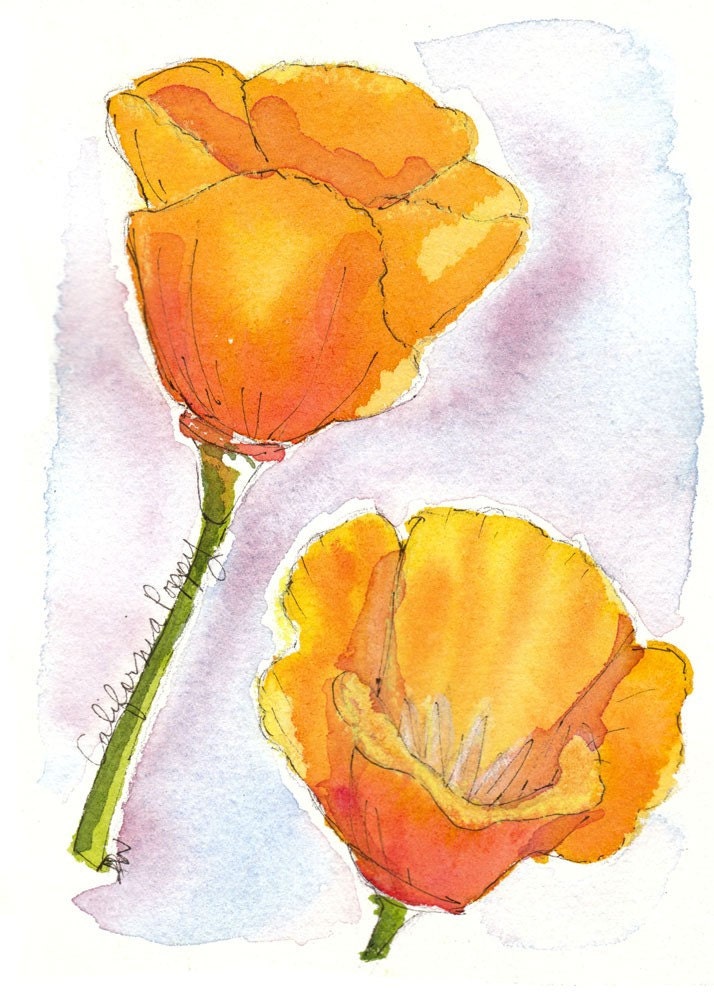 california poppy illustration. CALIFORNIA POPPIES