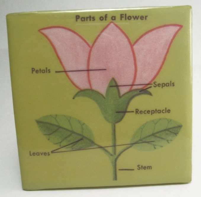 parts of flower diagram. Parts of a Flower Diagram Tile Coaster. From robotcandy