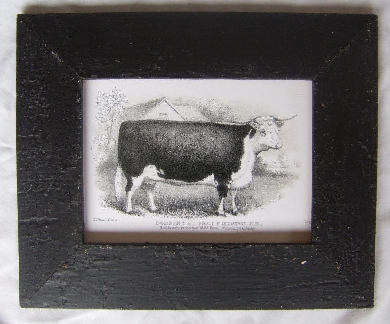 Farm Animal Pictures To Print. Farm Animal Cow Print Reclaimed Print Wood Frame SCP1 The frame is made from Authentic house materials, salvaged from an early house in Upstate NY.