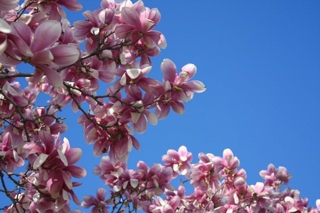 pink magnolia tree pictures. Pink Magnolia Tree Color Photo