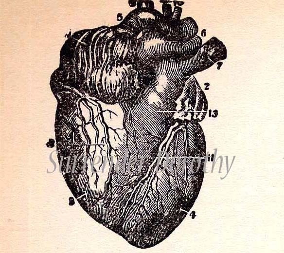 human anatomy chart. 1908 Human Heart Human Anatomy