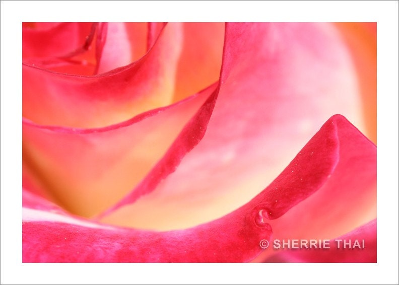 Rose Petals Photo Print