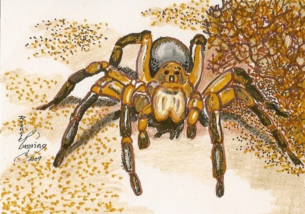 Brown+wolf+spider+pictures