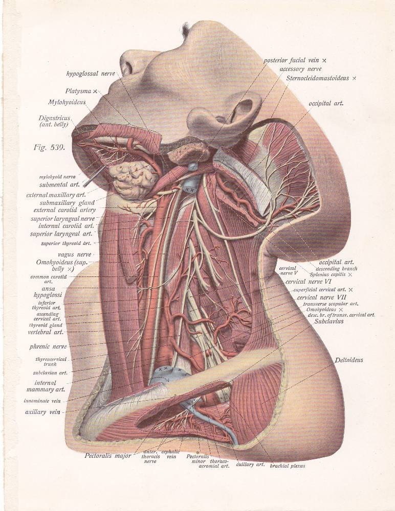 brain and neck muscles, the center of the head, the arteries and veins