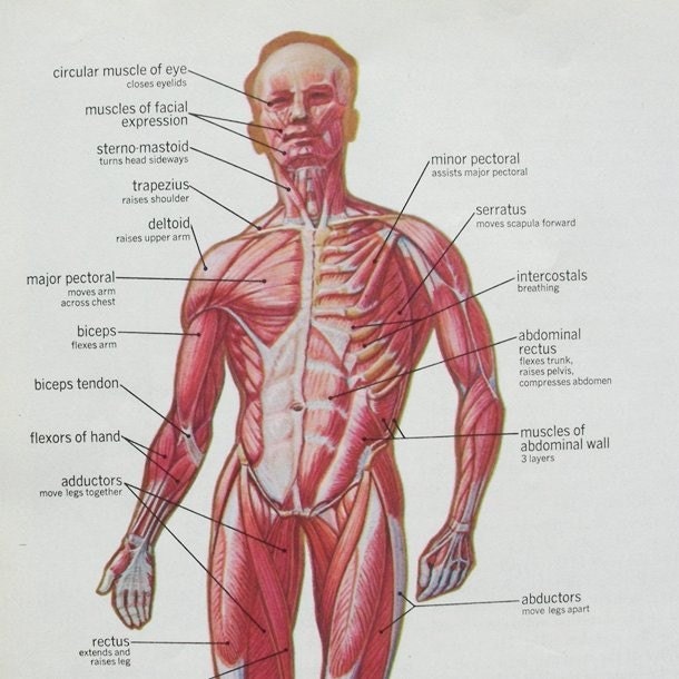 The Human Body - Anatomical Diagrams