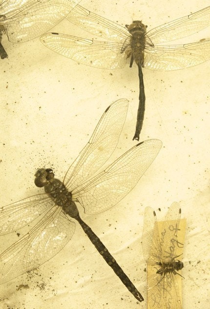 dragonflies on a yellow background