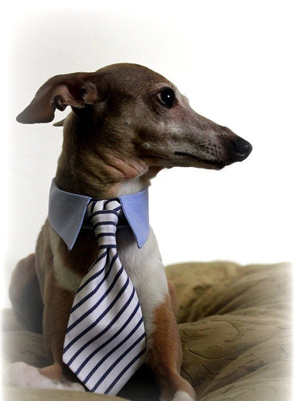 Dog Bow Tie and Neck Tie Shirt Collar Set White and Blue Striped