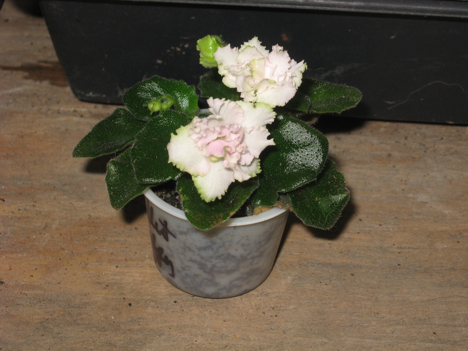 African Violet, live plant, Ballet Taffy, little beauty, Now shipping to California