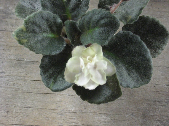 African Violet, live plant,ROB'S PUDDY CAT,  cream,  now shipping to California
