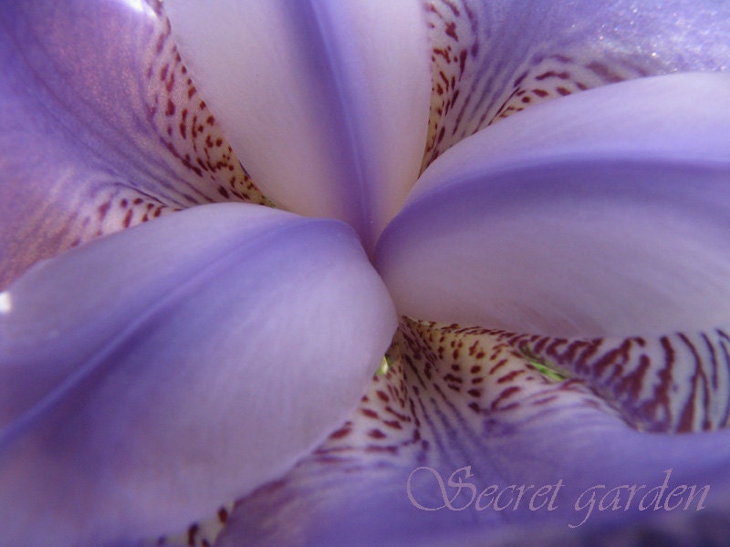 Wild lilac iris - Fine Art Nature Flower Photography - wall art - limited edition 1/20