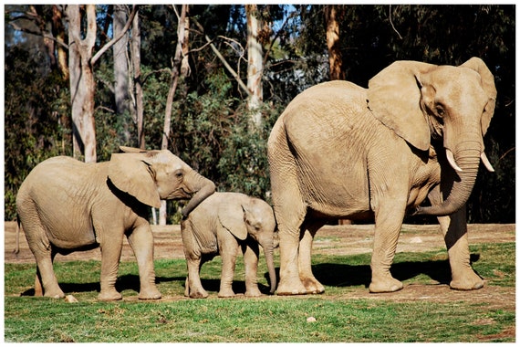 Elephant Family, World Elephant Day Fundraiser