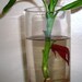 Bamboo Betta Bowl Habitat - Homegrown Lucky Bamboo, Colored Stones, Glass Vase Terrarium
