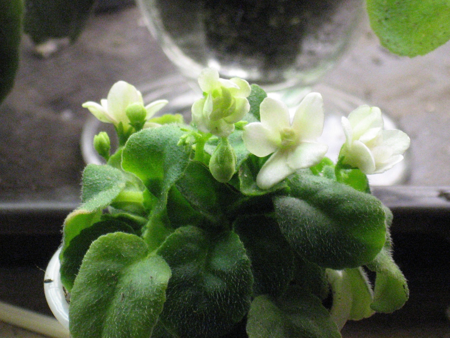 African Violet, live plant, MILKY WAY TRAIL, white blossoms, trailer
