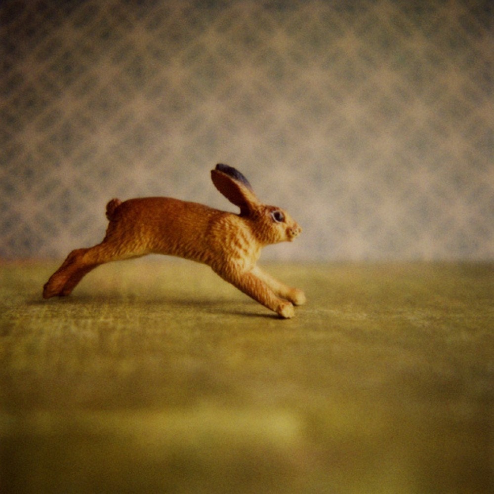 Rabbit, print