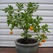 Grow an Indoor Citrus Tree Kit - Valencian Orange Tree Seeds 